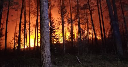 Kampinos wprowadza zakaz i alarmuje. "Wilgotność ściółki poniżej 10 proc."
