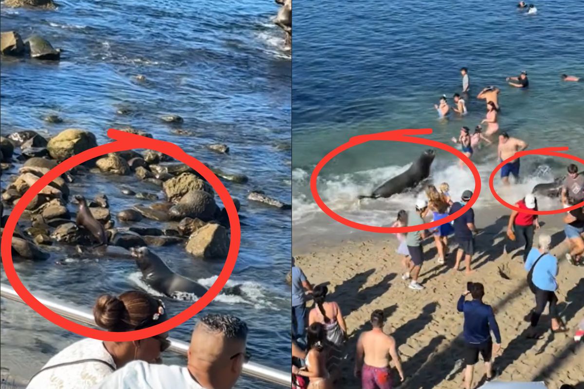 An enraged sea lion attacked beachgoers in California.