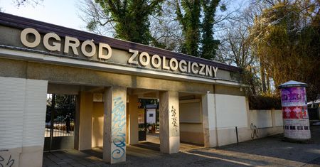 Ewakuacja w poznańskim zoo. Uciekł dzikan rzeczny. "Odłapaliśmy"