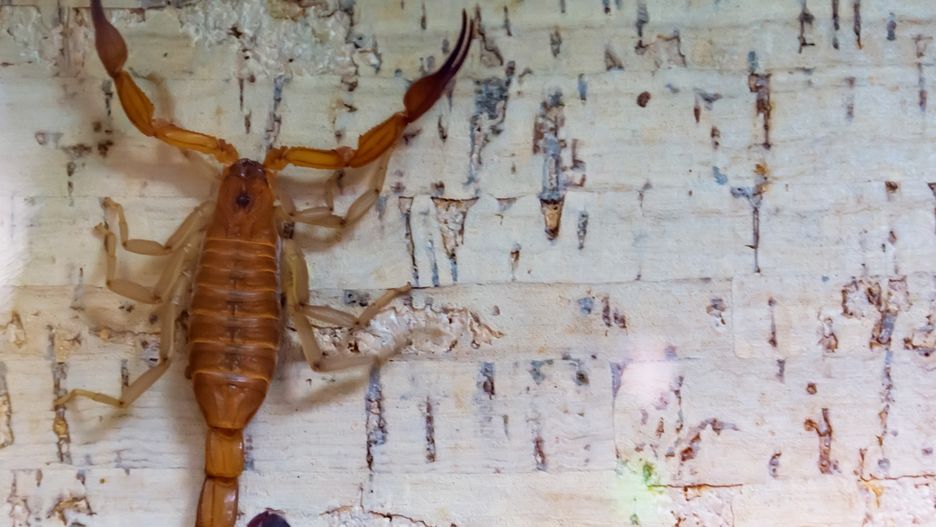 Skorpiony wchodząc do fabryk i magazynów w Hurghadzie