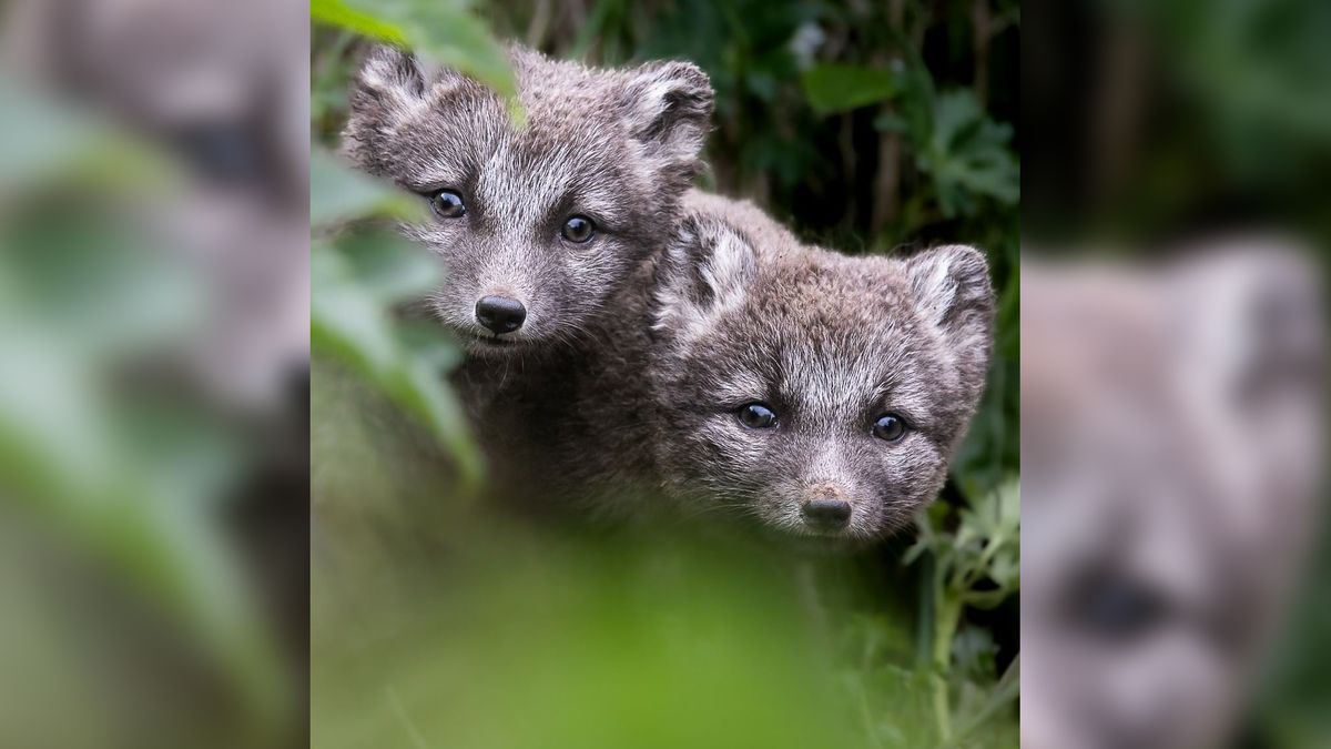 Te małe lisy polarne skradną twoje serce. Fotograf czekał na nie kilka dni 1
