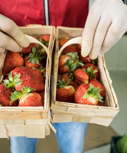 Truskawki wciąż drogie. Pogoda i brak pracowników pobijają cenę. Jest jednak sposób, aby było taniej
