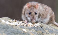 Skandal pod Gnieznem. Plaga grozi epidemią