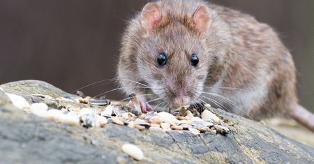Skandal pod Gnieznem. Plaga grozi epidemią