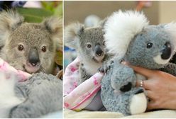 9-miesięczny koala tuli się do pluszowej zabawki. Tak osierocony Shayne walczy z traumą po utracie matki