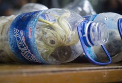 Indonezja. Koszmarny proceder. Papugi w plastikowych butelkach