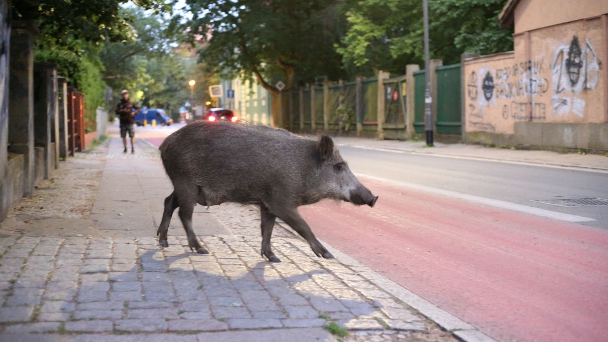 Mieszkańcy Dąbrowy Górniczej są coraz bardziej zdesperowani z powodu dzików, panoszących się po mieście; zdj. ilustracyjne