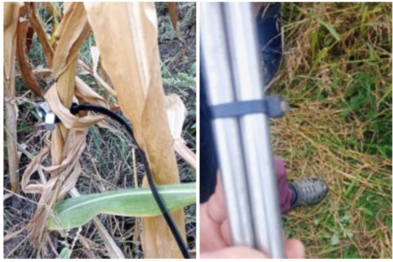 Radziejów: Policja ostrzega przed pułapkami na polach kukurydzy w powiecie.