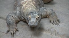 Antybiotyk na superbakterię. Kluczem krew warana z Komodo