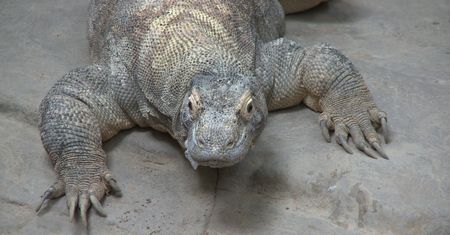 Antybiotyk na superbakterię. Kluczem krew warana z Komodo