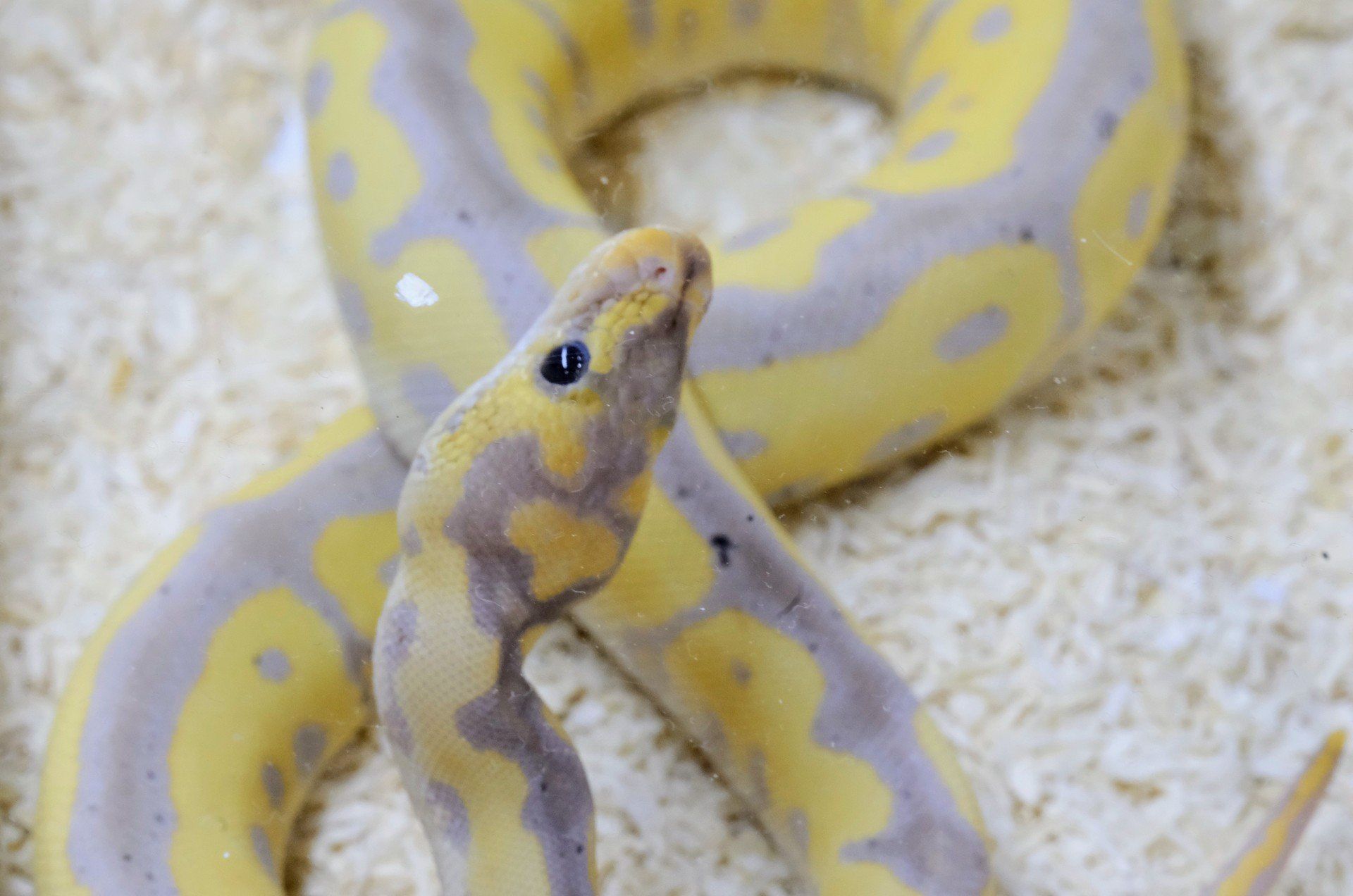 Exotic Fest 2025 na MTP w Poznaniu