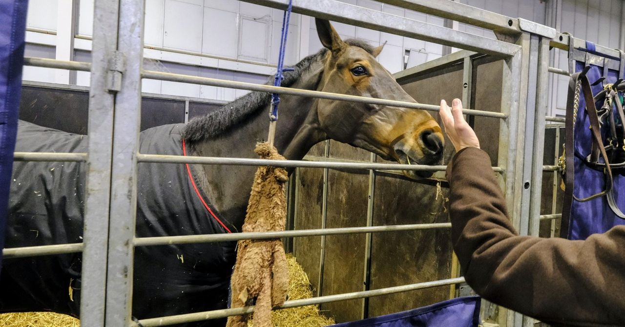 Poznań: Cavaliada - największa impreza jeździecka