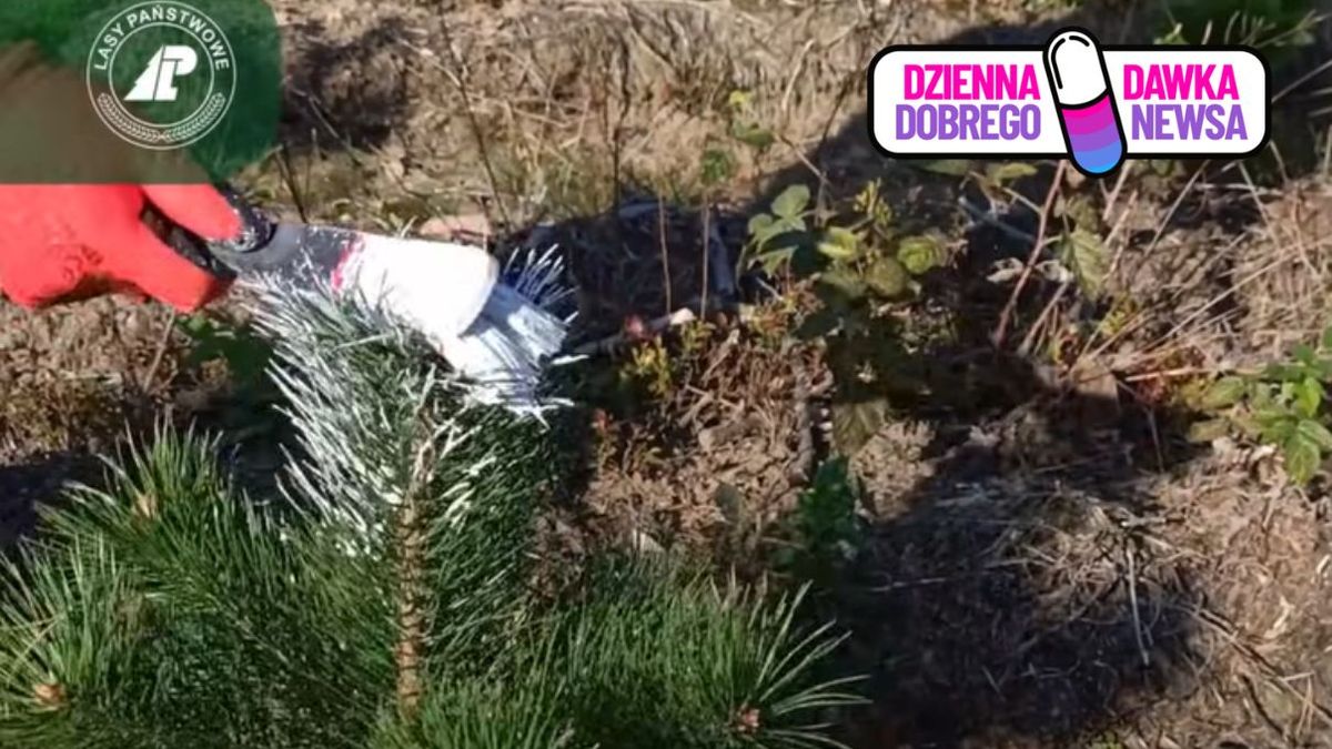 Leśnicy malują drzewka na biało