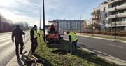 Warszawa: Nowe drzewa pojawią się przy ruchliwej ulicy