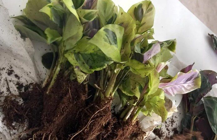 Import pod lupą PIORiN. Skontrolowano blisko 55 tysięcy przesyłek