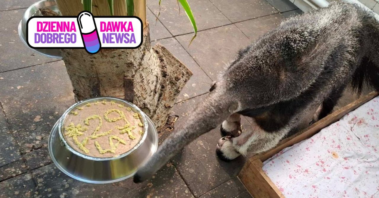 Najstarszy mrówkojad na świecie mieszka w Warszawie