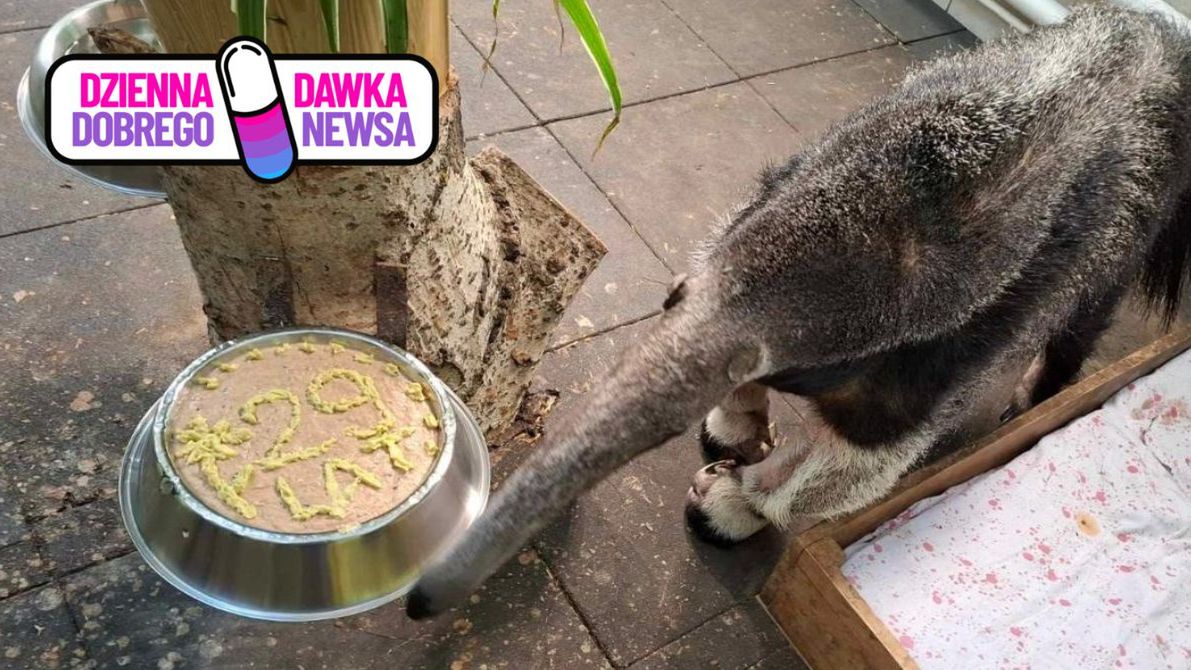 Najstarszy mrówkojad na świecie mieszka w Warszawie