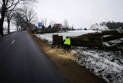 Kaszuby. Nacięte drzewa przy drogach nad morze. Jedno runęło za autem