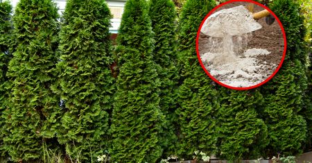 Wysyp pod tuje już w marcu. Będą gęste i przestaną brązowieć