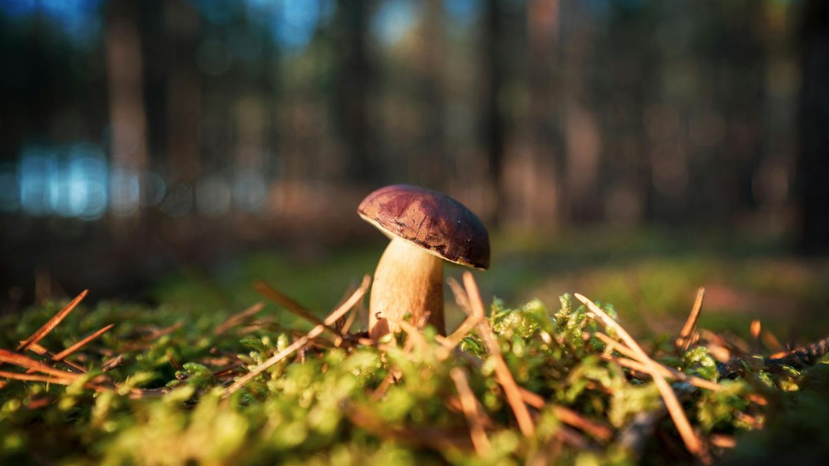 Polka opowiedziała o grzybobraniu w Niemczech 