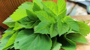 Nasze babcie wiedziały, jaki to skarb, a my mijamy obojętnie. Działa przeciwzapalnie na stawy