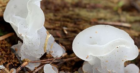 Znalazła w lesie nietypowego grzyba. Wyglądał jak żelki z kolcami