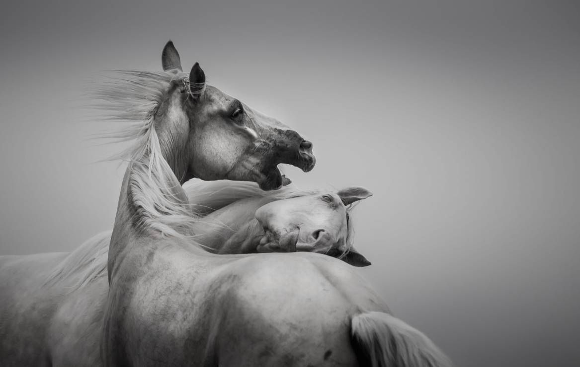 Znamy zwycięzców 12. Wielkiego Konkursu Fotograficznego magazynu National Geographic Polska 10