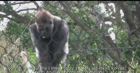 Harfiarka uspokaja grą goryle i orangutany