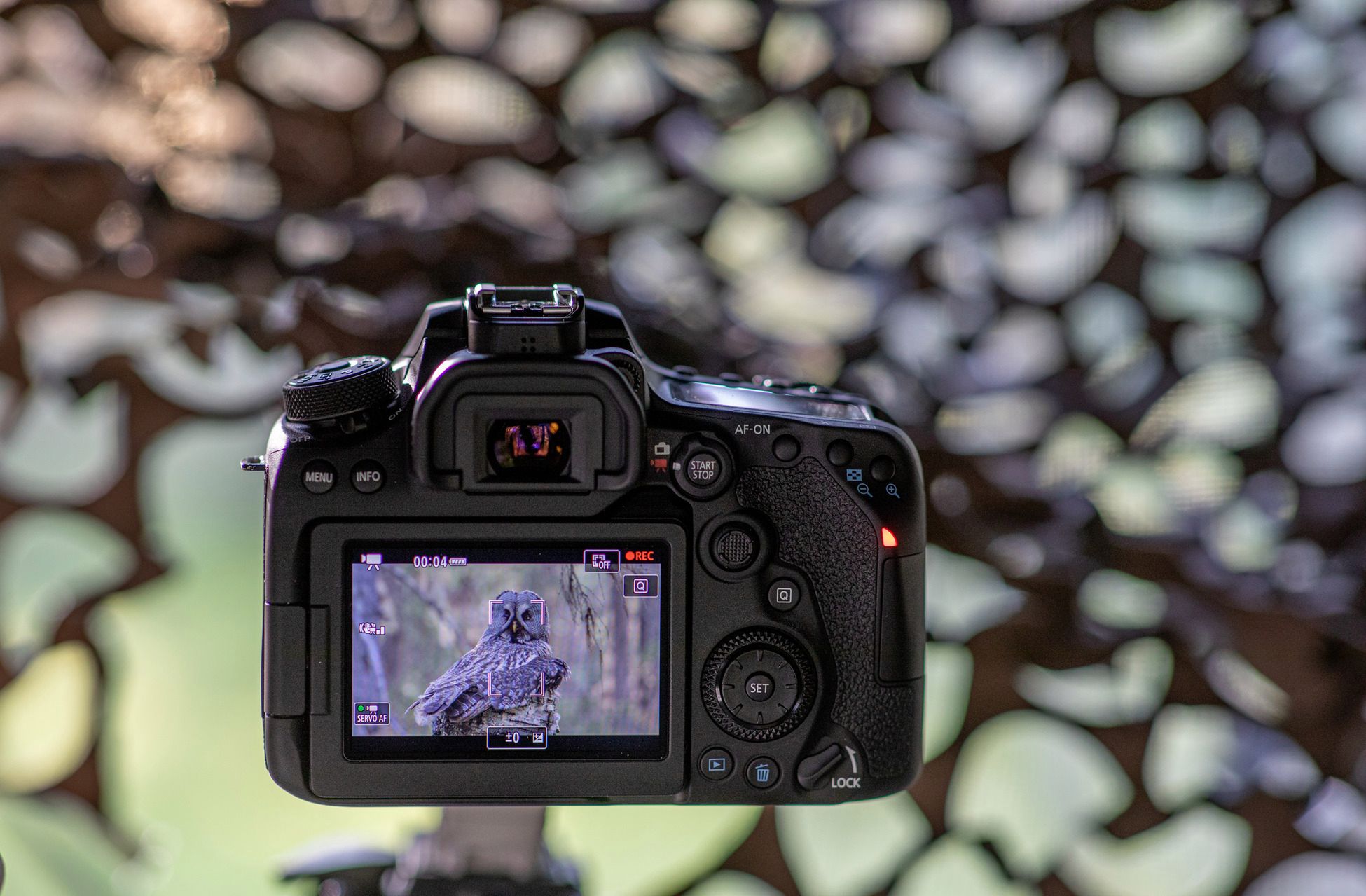 Canon EOS 90D i Canon EOS M6 Mark II to najciekawsze korpusy Canona od lat 20