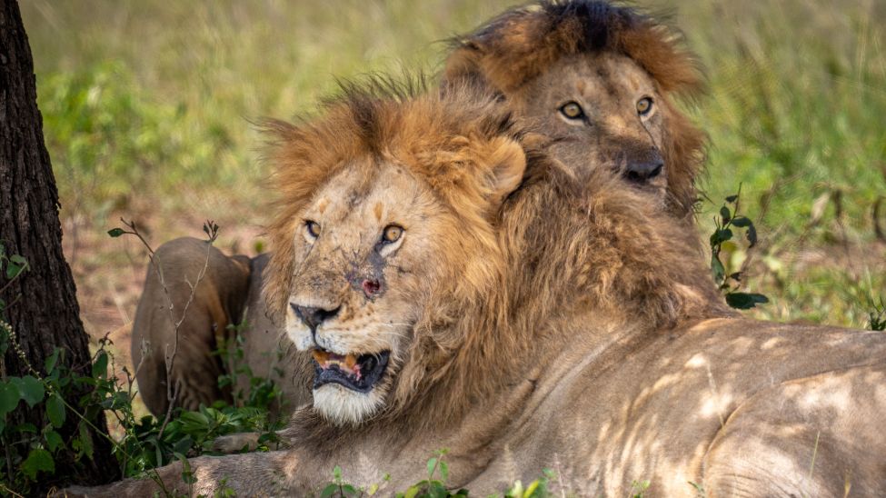 Tajemnicza śmierć lwów w Tanzanii. Znaleziono 10 zwierząt