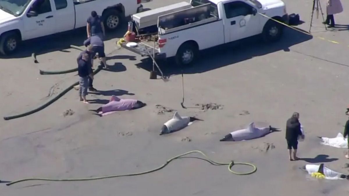 Delfiny wylądowały na plaży