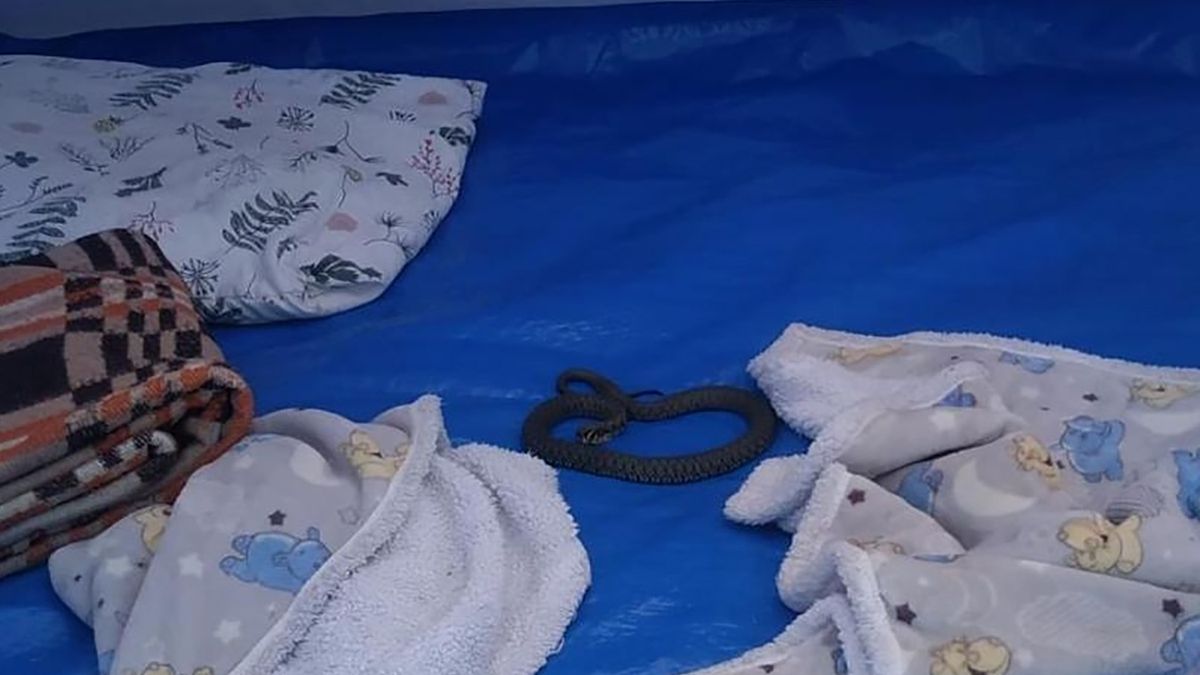 Strażacy natknęli się w namiocie na wężą