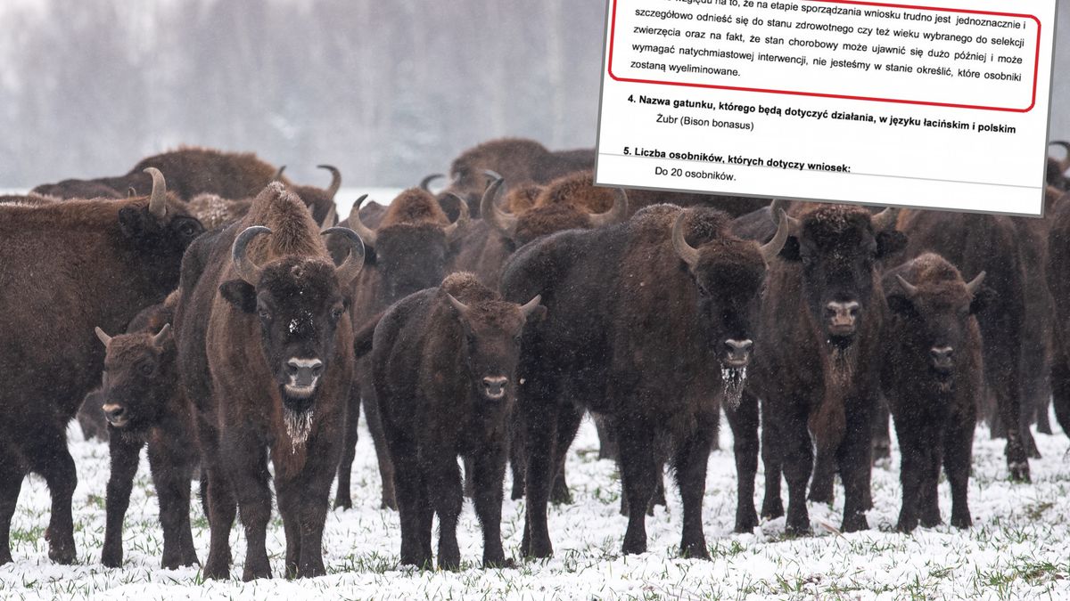 20 żubrów z Puszczy Knyszyńskiej zostanie "wyeliminowanych"?