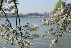 Kraje kwitnących wiśni