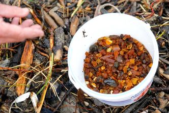 Wydobycie bursztynu będzie koncesjonowane. Branża ostrzega, że przestanie też być opłacalne