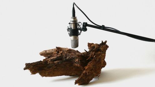 Tako rzecze kornik... 1