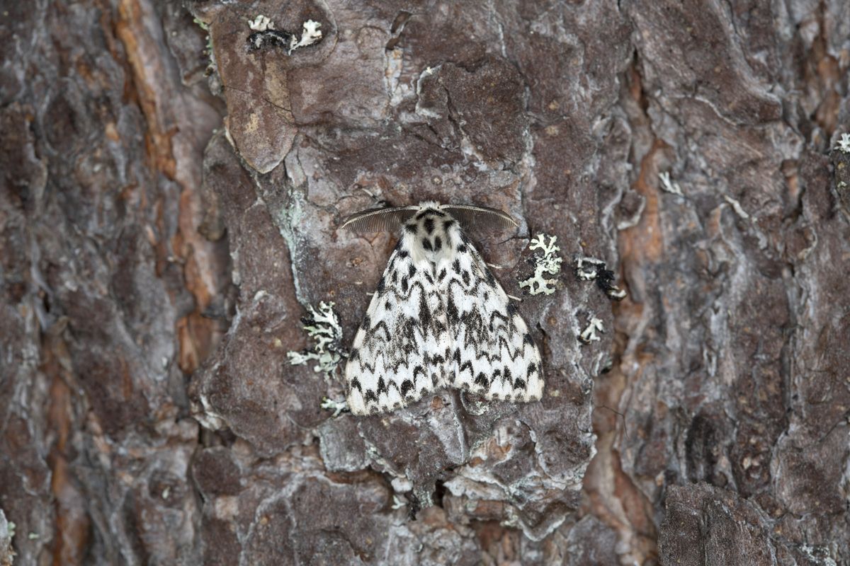 W ciągu dnia dość trudno zauważyć motyle brudnicy mniszki na pniach drzew