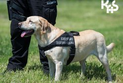 Śląskie. Sonia i Chelsea "lubią" lewy tytoń