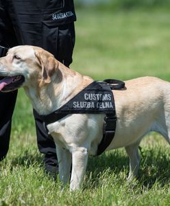 Śląskie. Sonia i Chelsea "lubią" lewy tytoń