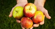 Jabłka w kuchni. To jak jemy i w jakiej formie ma wpływ na zdrowie