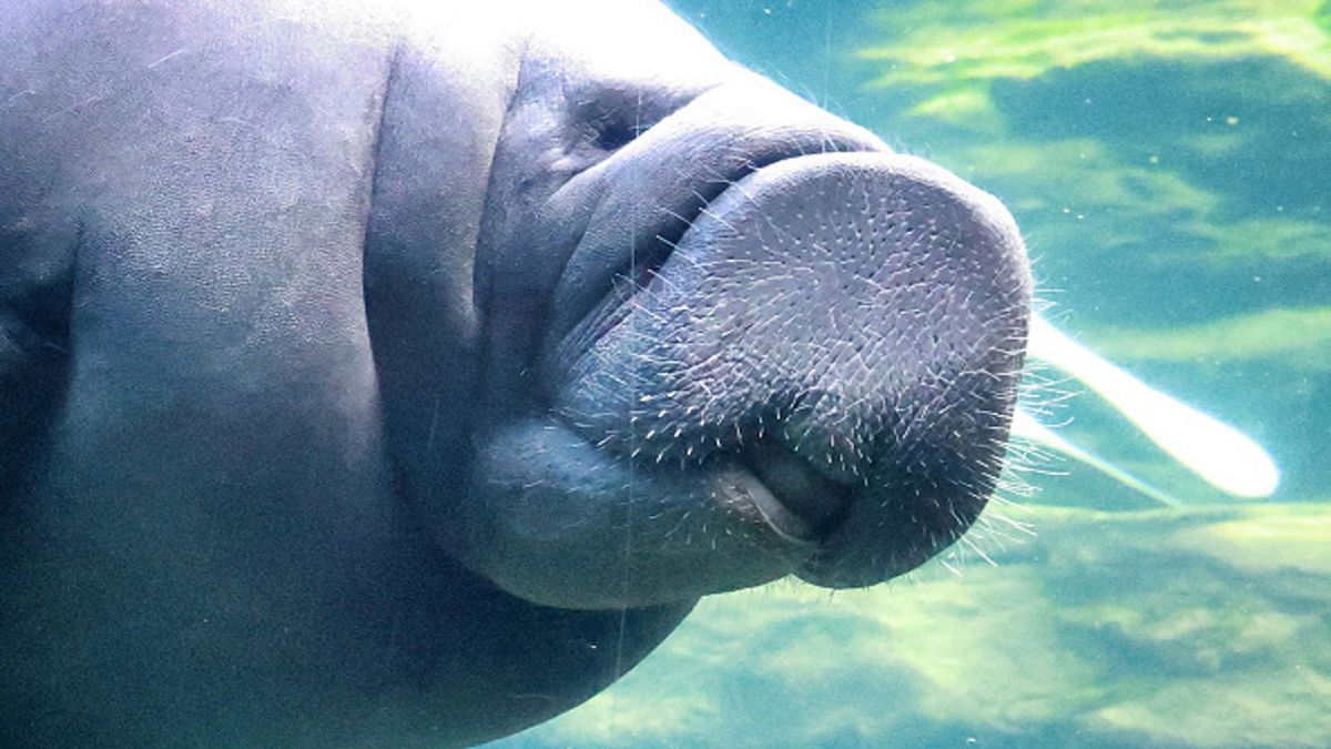 Wśród gatunków zagrożonych wyginięciem znalazły się między innymi krowy morskie