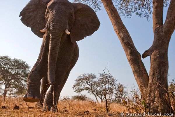 Zdjęcie zrobione za pomocą BeetleCam (Fot. Burrard-Lucas.com)
