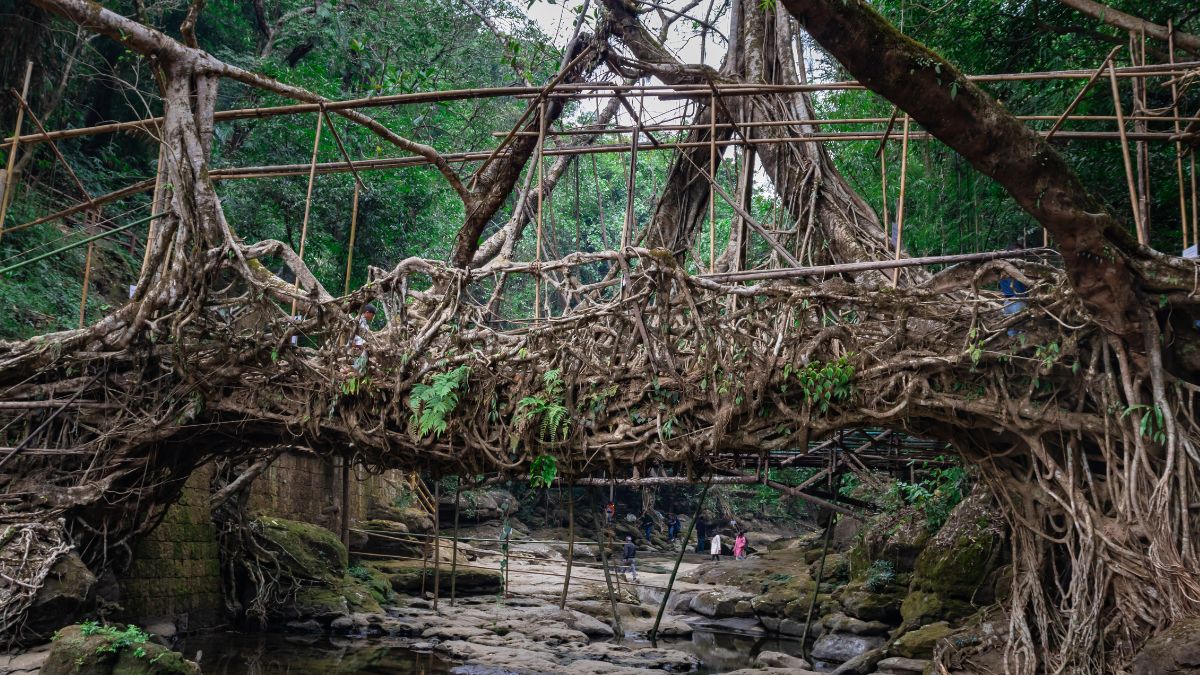 Żywe mosty w Indiach.