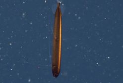 Widziano je dopiero cztery razy. Niezwykłe stworzenie z najciemniejszych otchłani Pacyfiku