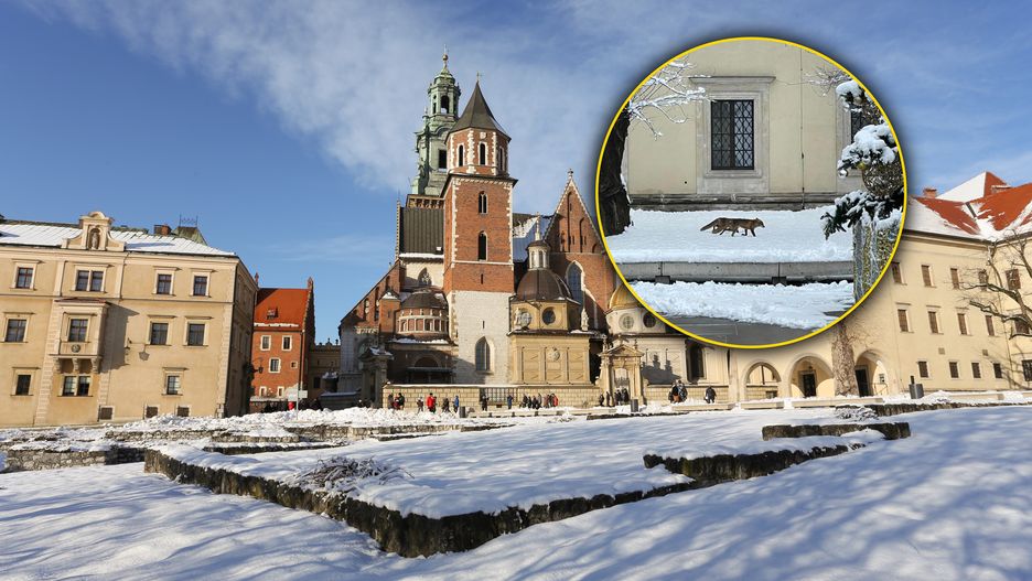 Na Wawelu widziano lisy 