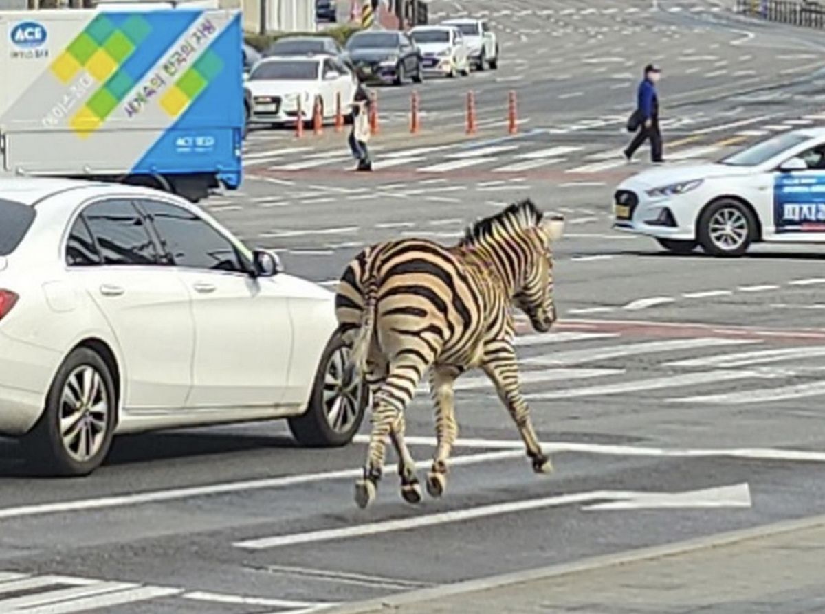 Zebra przez kilka godzin biegała ulicami Seulu