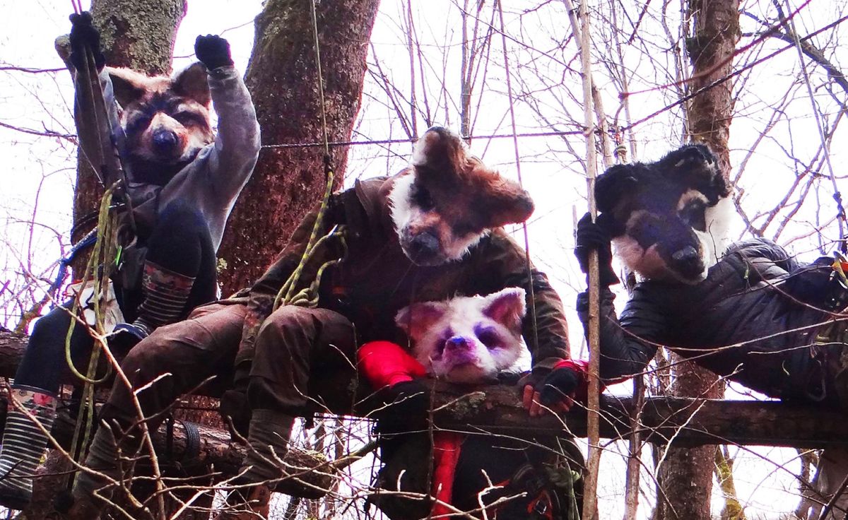 Wilczyce blokują wycinkę drzew w Puszczy Karpackiej (Źródło: Wilczyce)