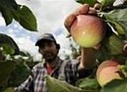 Dobry rok dla producentów jabłek