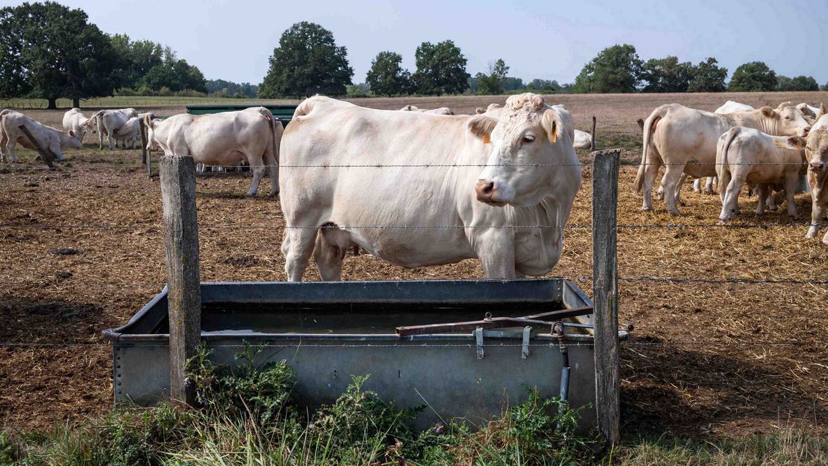 Francuzom przeszkadzał wiejski zapach. Parlament podjął decyzję