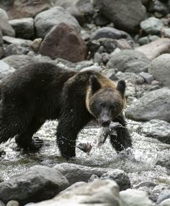 Japonia angażuje wojsko po serii ataków niedźwiedzi